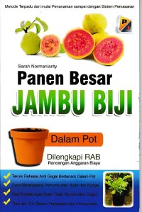 Panen Besar Jambu Biji : Dalam Pot